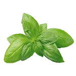 ingredient